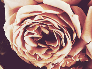 Floral print - Rose